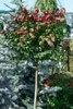 Euonymus alatus 'Compactus', Flügel-Spindelstrauch, 60–80 Produktbild-Vorschau 11