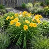 Bloomique - Zestaw 6 szt. - Hemerocallis Stella De Oro - Podgląd zdjęcia produktu 6
