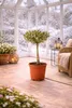 Olivenbaum Stämmchen 50–60 cm – Mediterrane Olivenpflanze Produktbild-Vorschau 3