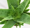 Aloe vera - stáří přibližně 3 roky - 12cm květináč Náhled obrázku produktu 3