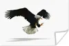 MuchoWow® Poster Adler - Vogel - Weiß 60x40 cm - Produktbild-Vorschau 1