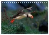 Puffins - Papageientaucher auf Island (Tischkalender 2027 Produktbild-Vorschau 4