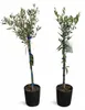 2x Olivenbaum 80–100 cm Olea europaea – Echter Olivenbaum, Produktbild-Vorschau 4