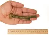 RF - DEER Rehbockgeweih S 20-60g 7-13cm Hard (1 Stück) Produktbild-Vorschau 2