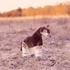 Okapi Podgląd zdjęcia produktu 4
