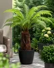 Baumfarn Dicksonia antarctica 40–50 cm | Kahler Stamm | Produktbild-Vorschau 3