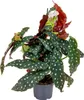 Bloomique - Begonia Maculata - Punkt-Begonie - Punktpflanze Produktbild-Vorschau 1