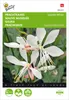 Prachtkerze Sparkle White | Prachtkerzensamen von Buzzy Produktbild-Vorschau 1
