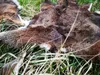 Muflon  Wildschaf Muffelwild Fell gegerbt Larp Deko ÖKO  Produktbild-Vorschau 5