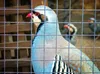 A close-up of a bird behind a wire fence, with other birds blurred in the background. Voir les images du produit