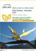 SAFLAX - Żółta Strelitzia - Mandelas Gold - 4 Nasiona - Podgląd zdjęcia produktu 1