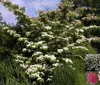 Cornus kousa botanische Art - Chinesischer Blumenhartriegel Produktbild-Vorschau 1