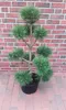 Gartenbonsai Pinus sylvestris 140–150 cm – Kiefer Bonsai Produktbild-Vorschau 2