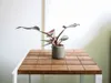 Gardners Philodendron Pink Princess, průměr 6 cm Náhled obrázku produktu 2