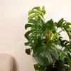 Bloomique - Monstera Deliciosa - z tyczką mchu - roślina Podgląd zdjęcia produktu 3