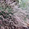 6 x Lampweed viridescens - Pennisetum viridescens | Vaso Anteprima dell’immagine prodotto 1