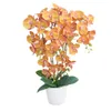 Lacers SmagragdLine Pflegeleichte Orchidee mit Topf orange Produktbild-Vorschau 4