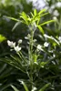Choisya ternata 'White Dazzler', Orangenblume, weiß, 30–40 Produktbild-Vorschau 1
