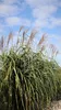 Stauden Gänge 1 x Miscanthus x giganteus im 1 Liter Topf - Produktbild-Vorschau 5