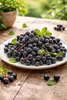 Apfelbeere Nero 50–60 cm – Aronia prunifolia, schwarze Produktbild-Vorschau 2