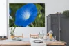 MuchoWow® Poster Blaue Orchidee vor einem verblassten Produktbild-Vorschau 3