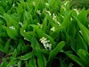 Stauden Gänge 10 x Convallaria majalis - Maiglöckchen - Der Produktbild-Vorschau 4