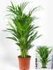 BALDUR Garten 1x Areca Palme ca. 60-70 cm hoch, Pflanze im Produktbild-Vorschau 2