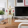 A 3D anatomical model of the human body is displayed on a wooden desk next to a computer monitor and keyboard. Anteprima dell’immagine prodotto