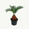 Cycas revoluta  - -  Cycas revoluta giapponese con tubero - Anteprima dell’immagine prodotto 2