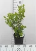A potted plant with green leaves against a plain background, with measurement markings. Náhľad obrázku produktu