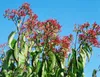 Heptacodium miconioides, Sieben-Söhne-des-Himmels, 60–80 cm Produktbild-Vorschau 14