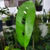 Rhaphidophora (Rhaphidophora megasperma)  - 2 gekeimte Produktbild-Vorschau 1
