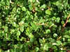 50 Stück, Topf 9cm, Bodendecker Cotoneaster Queen of Carpet Produktbild-Vorschau 3
