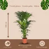 Trendyplants - Kentia Palm - Howea Forsteriana - pokojová Náhled obrázku produktu 4