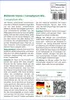 SAFLAX - Blühende Steine / Conophytum Mix - Conophytum Mix Produktbild-Vorschau 3