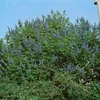 Vitex agnus-castus, Mönchspfeffer, 40–60 cm Produktbild-Vorschau 4