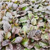 Plants by Frank | 12 Plantes de bugle | Ajuga reptans | Voir les images du produit 3