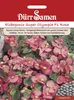 Eisbegonie Super Olympia F1 rosa | Eisbegoniesamen von Dürr Produktbild-Vorschau 1