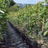 Säulenkirsche `Victoria´ Säulenobstbaum Produktbild-Vorschau 1