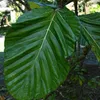 Fíkovník nížinný (Ficus brusii)  – 10 semien Náhľad obrázku produktu 1