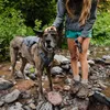 Ruffwear Switchbak Geschirr, Farbe:Granite Gray, Größe:L / Produktbild-Vorschau 6