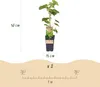 Vinic, biele hrozno, Vitis vinifera Himrod, ovocná Náhľad obrázku produktu 3