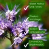 Samenshop24® Phacelia Bienenweide Gründünger 1kg Produktbild-Vorschau 3