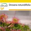 SAFLAX Kultivační sada - Rosnatka okrouhlolistá - Drosera Náhled obrázku produktu 10