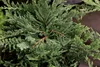 Juniperus horizontalis 'Blue Chip', Kriech-Wacholder, Produktbild-Vorschau 1