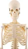 1szt ludzki model anatomiczny szkieletu Medyczne narzędzie Podgląd zdjęcia produktu 2