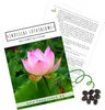 Lotus Samen winterhart (Nelumbo nucifera) - Indische Produktbild-Vorschau 1