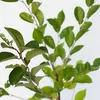 A close-up view of a young cherry tree with green leaves and brown branches against a white background. Náhľad obrázku produktu