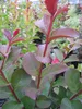 Lagerstroemia indica Dynamite ® - Chinesische Kräuselmyrte Produktbild-Vorschau 2