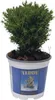 A small potted plant with green foliage in a white and blue pot. Náhled obrázku produktu